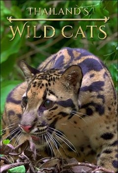 Дикие кошки Таиланда (2021)